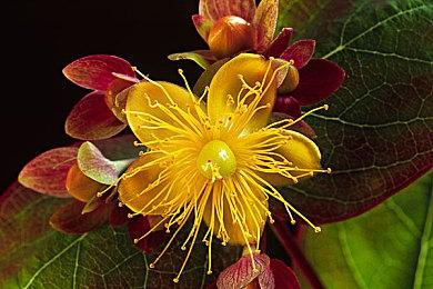 无尽的三月七 米哈游首款开放AIGC工具介绍